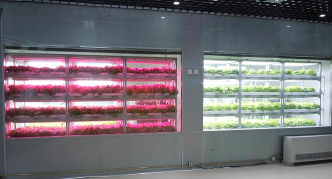 高光效低能耗LED智能植物工厂关键技术及系统集成 信息系统集成服务的创新实践
